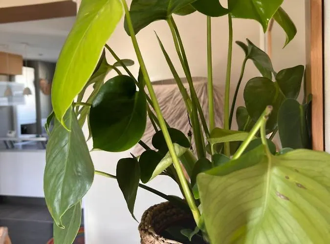 Apartman Le French Loft Plein De Charme Au Coeur De Pouvant Accueillir 8 Personnes *